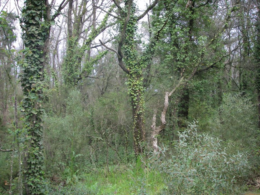 2009-04-13-025-Ivy-Coated-Oaks-and-Pines