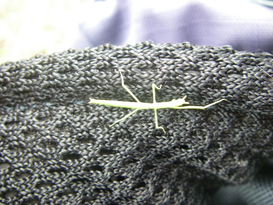 2009-04-15-029-Baby-Stick-Insect