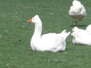 2009-04-15-032-Geese