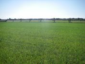 2009-04-16-038-Wheat-Field