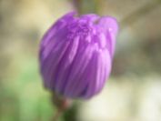 2009-04-17-007-Chicory