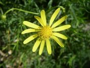 2009-04-18-022-Unknown-yellow-Daisy