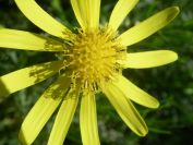 2009-04-18-023-Unknown-yellow-Daisy