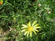 2009-04-18-024-Unknown-yellow-Daisy