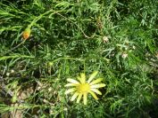 2009-04-18-025-Unknown-yellow-Daisy