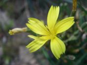 2009-04-18-044-Unknown-Yellow