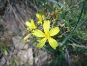 2009-04-18-045-Unknown-Yellow
