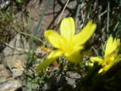 2009-04-18-046-Unknown-Yellow