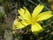 2009-04-18-047-Unknown-Yellow