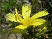 2009-04-18-048-Unknown-Yellow