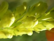 2009-05-24-012-Unknown-Yellow