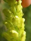 2009-05-24-013-Unknown-Yellow