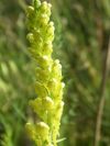 2009-05-24-014-Unknown-Yellow