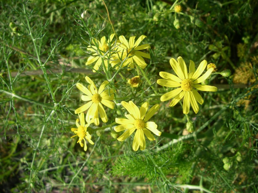 2009-05-24-021-Daisy-late-yellow