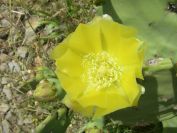 2009-05-25-040-Prickly-Pear