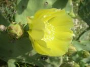 2009-05-25-041-Prickly-Pear
