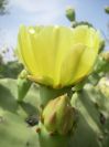 2009-05-25-042-Prickly-Pear