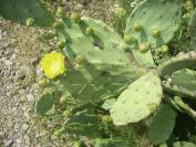 2009-05-25-044-Prickly-Pear