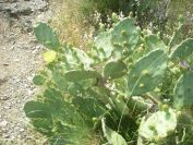2009-05-25-045-Prickly-Pear