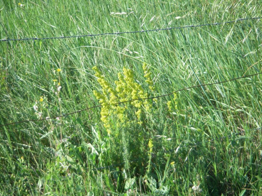 2009-05-27-020-Unknown-Yellow