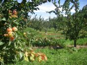 2009-05-28-020-Apricot-Orchard