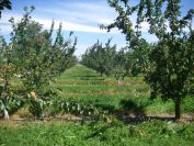 2009-05-28-023-Apricot-Orchard