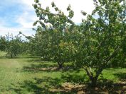 2009-05-28-045-Peach-Orchard