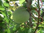 2009-05-28-046-Peach-Orchard