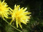 2009-05-29-041-Unknown-yellow-daisy