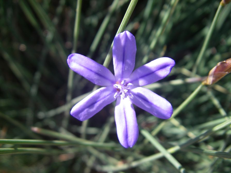 2009-05-29-048-Blue-rush-flower