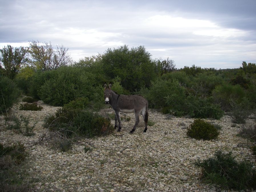 2010-10-24-007-Donkey