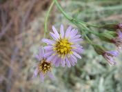 2010-10-24-011-Asters
