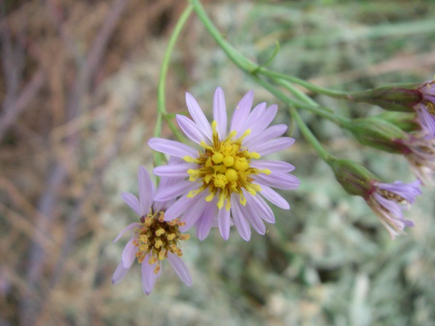 2010-10-24-011-Asters