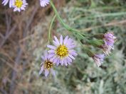 2010-10-24-012-Asters