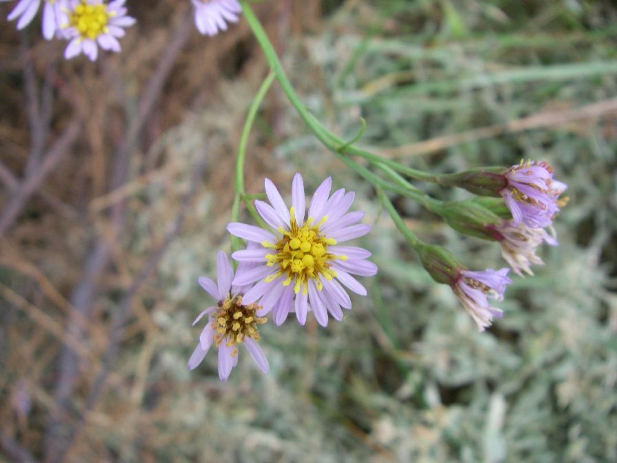 2010-10-24-012-Asters