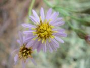 2010-10-24-013-Asters