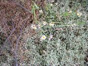 2010-10-24-014-Asters