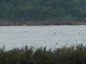 2010-10-29-014-Canal-du-Rhone-a-Sete-Flamingos