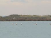 2010-10-29-017-Canal-du-Rhone-a-Sete-Flamingos