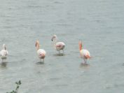 2010-10-29-020-Canal-du-Rhone-a-Sete-Flamingos