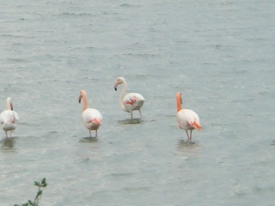 2010-10-29-020-Canal-du-Rhone-a-Sete-Flamingos