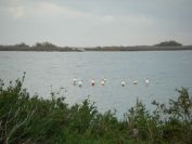 2010-10-29-021-Canal-du-Rhone-a-Sete-Flamingos