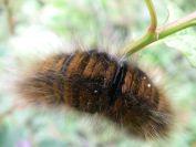 2010-10-30-006-Huge-Caterpillar