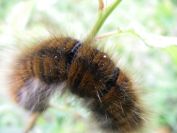 2010-10-30-007-Huge-Caterpillar