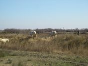 2011-02-23-024-Camargue-Horses