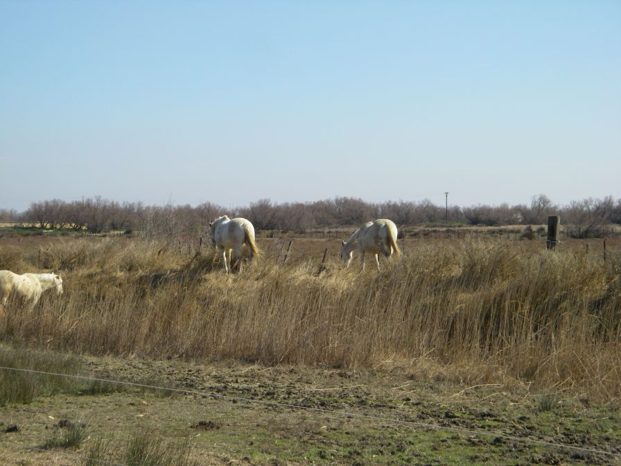 2011-02-23-024-Camargue-Horses