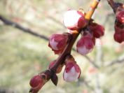 2011-02-21-015-Blossom