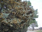2011-02-21-020-Pines