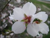 2011-02-26-012-Blossom