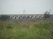 2011-02-26-013-Railway-Viaduct